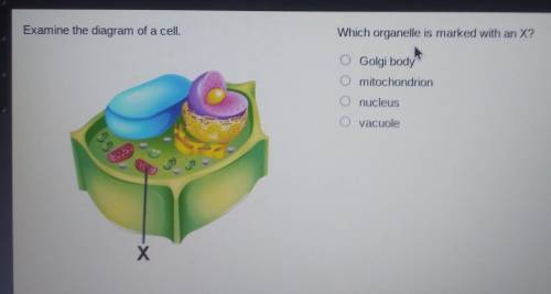 Which organelle is marked an x