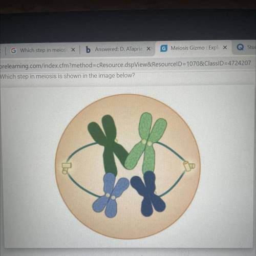Which step of meiosis is shown in the image below￼?

A. prophase I
B. anaphase I
C. Prophase II
D.