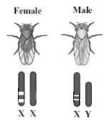 The diagram attached shows the X chromosomes in a female fruit fly and the X and Y chromosomes in a