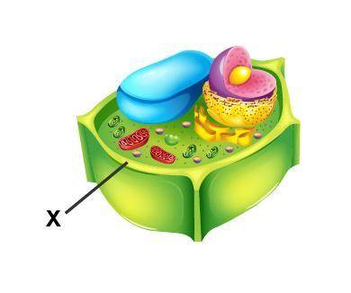 Examine the diagram of a cell.

Which organelle is marked with an X?cytoplasmmitochondrioncell mem