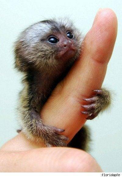 Wut is the cutest monkey picture ever?
