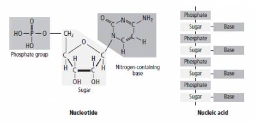 Circle each nucleotide grouping in the nucleic acid on the right of the figure.