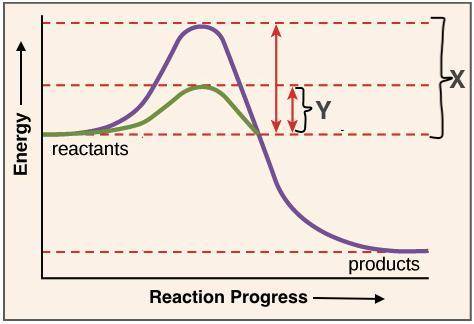 In the graph below, which letter represents the activation energy of a catalyzed reaction and why?