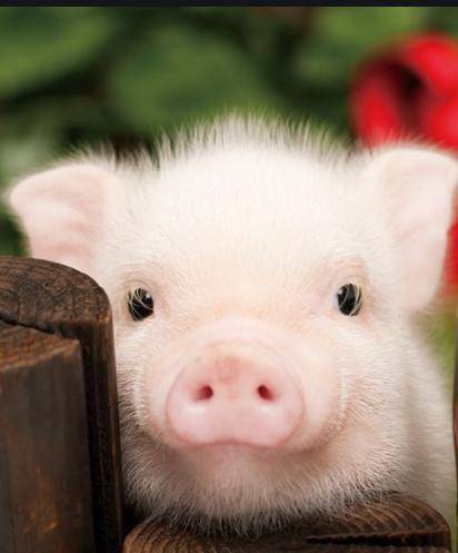 Take care of this piggy or they will turn into this