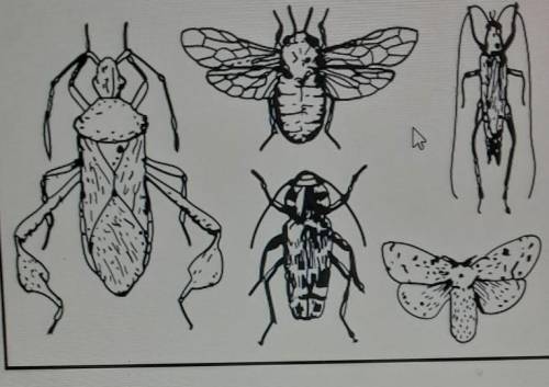 Is it possible that the leftmost bug is the smallest in real life? Explain your reasoning. ww 15