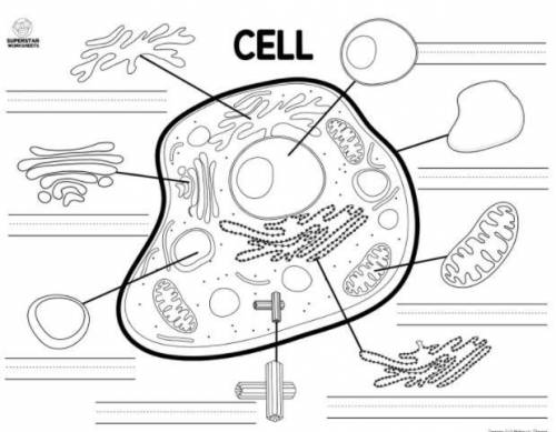 Animal cell 
can you label what is what, please and thank you.