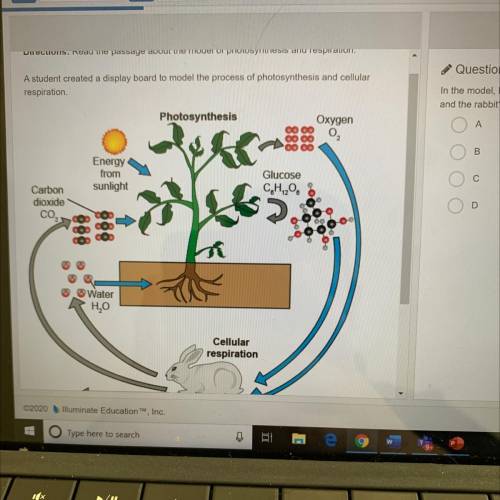 In the model, how does the process of photosynthesis help transfer matter between the plant

and t