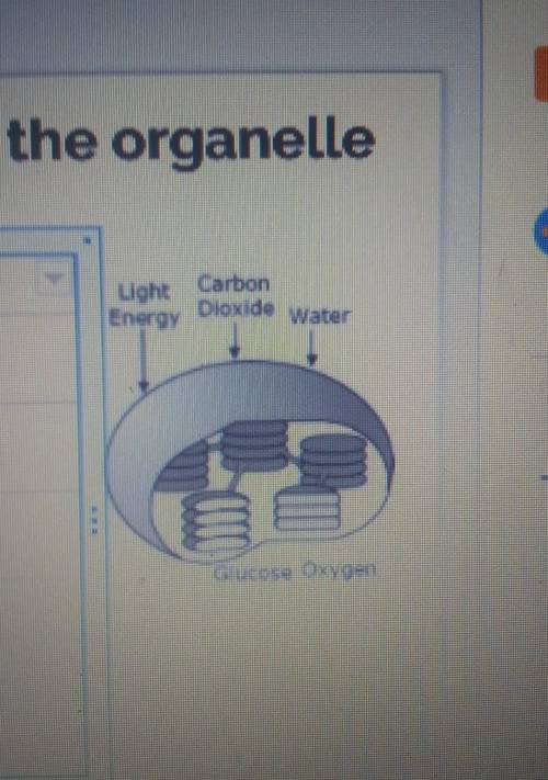 Name this organelle please I need help asap.
