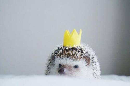 King hedgehog crowns you ❤️a fantastic person❤️ here's some free points! :D