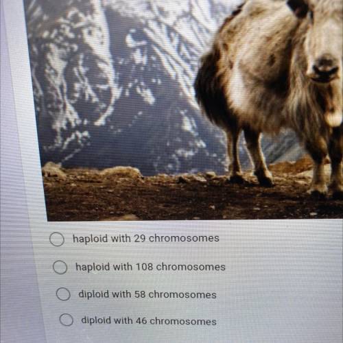 If a buffalo with 48 chromosomes creates an offspring with a yak

that has 60 chromosomes, what wi