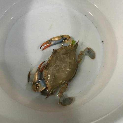 What do crab eat? (Lol I just got a pet crab.... so idk what I feed it)