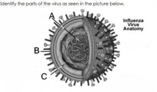 Identify the parts of the virus as seen in the image attached