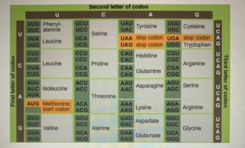 Need help

Identify the correct amino acid sequence for the mRNA strand ACG using the codon chart