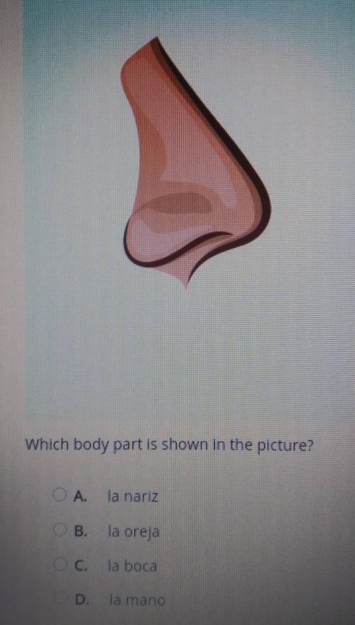 Which body part is shown in the picture?

А. la nariz B. la oreja C. la boca D. la manoPLEASE I NE