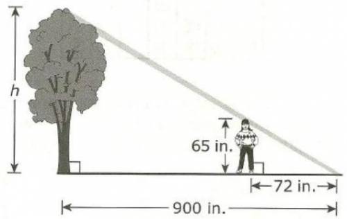 A tree has a shadow 900 inches long. At the same time of day, Evelyn's shadow is 72 inches long. Th