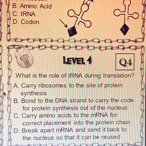 What is the role of tRNA during translation?

A. Carry ribosomes to the site of protein
synthesis