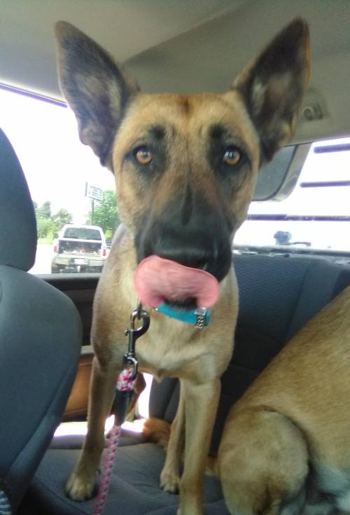 so a lot of people think that my dog is scary because she's ¾ Belgian malinois and ¼ German Shepher