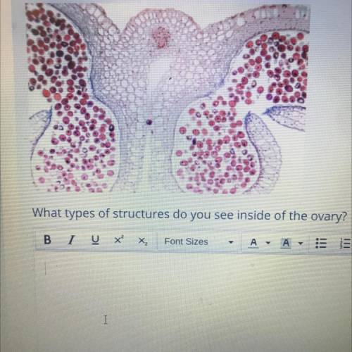 What types of structures do you see inside of the ovary?
