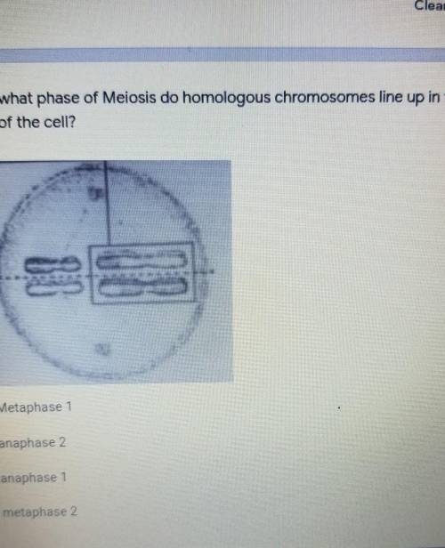 During what phase of meiosis do homologous chromosomes line up in the center of the cell