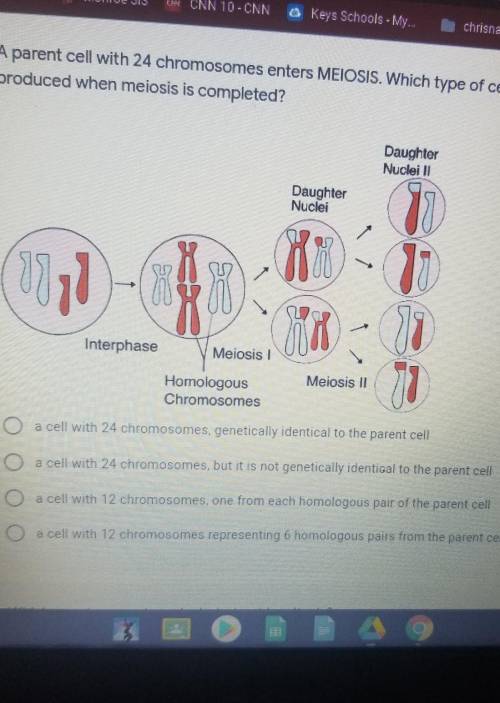 a parent cell with 24 chromosomes enters meiosis. which type of cell is produced when meiosis is co