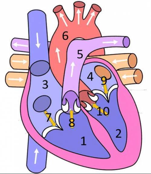 Match up the parts of the heart identified by the numbers in the image.

will give brainliest!