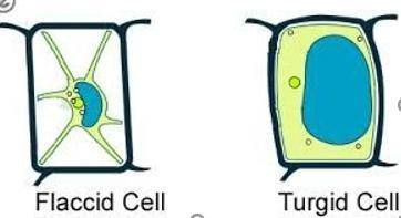 Which picture below shows a vacuole that lacks water, thus lacking turgor pressure?