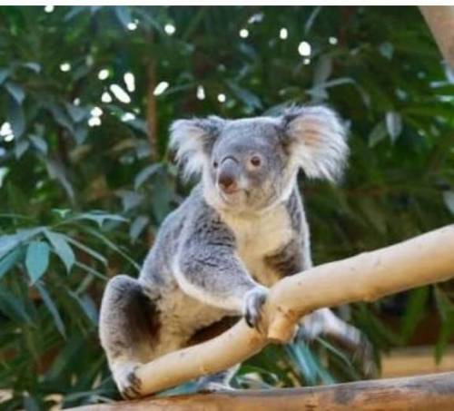 Describe animal koala