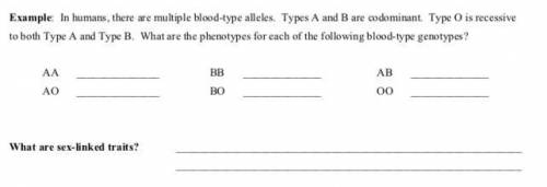 In humans, there are multiple blood-type alleles. Types A and B are codominant. Type O is recessive