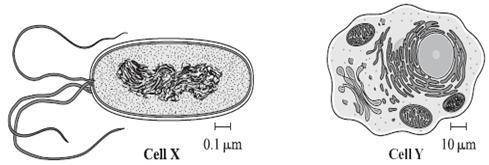 The illustrations represent two different cells.

Which statement best identifies Cell X and Cell