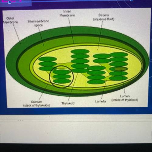WHAT IS THE FUNCTION OF THIS ORGANELLE?