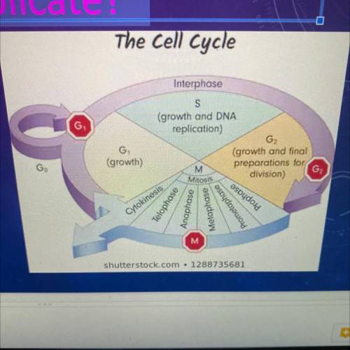 In the Cell Cycle, when does the DNA replicate?