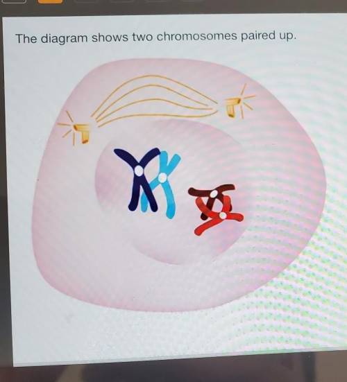 The diagram shows two chromosomes paired up. Which process is being shown?

O sexual reproduction