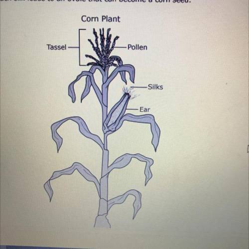 A corn plant produces both male and female flowers. The male flower forms the tassel and the female