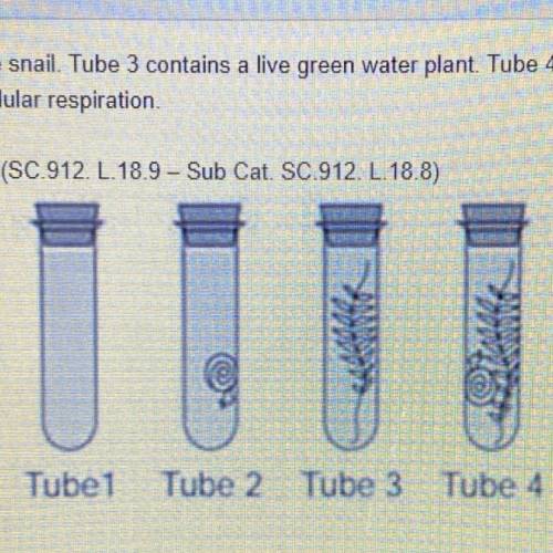 The setup shows four test tubes. Tube 1 contains water only. Tube 2 contains a live snail. Tube 3 c