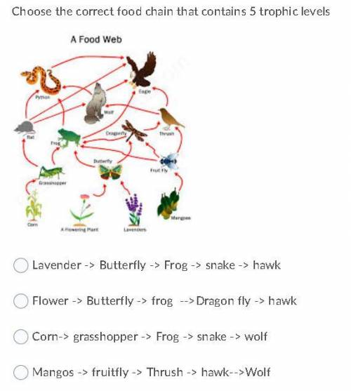Choose the correct food chain that contains 5 trophic levels