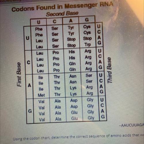 Using the codon chart, determine the correct sequence of amino acids that would be translated from