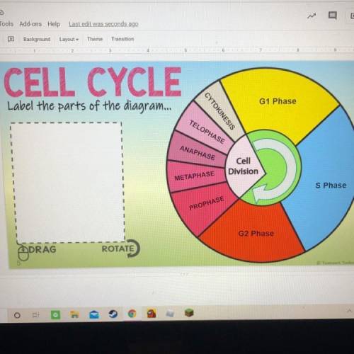 What part of the cell cycle is this?