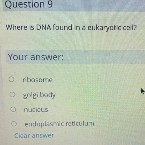 Where is DNA found in a eukaryotic cell?

Your 
A) ribosome
B) golgi body
C) nucleus
D) end