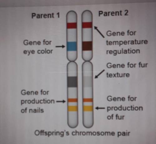 Use the diagram to answer the question which genes have the same alleles? Select three options.

A