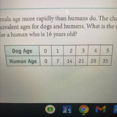Many animals age more rapidly than humans do. The chart below

shows equivalent ages for dogs and