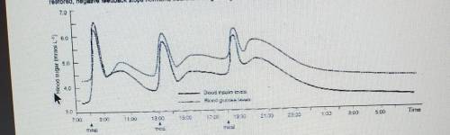 2. Explain the pattern fluctuations in blood glucose and Blood insulin levels in the graph above: