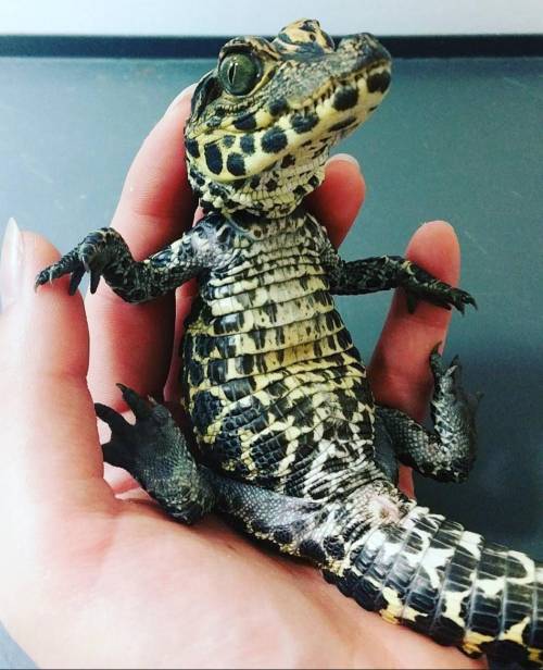 Here is proof that crocodiles are adorable animals