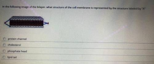 In the following image of bilayer what structure of the cell membrane is represented by the structu