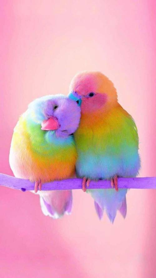 (picture is a pic of cute colorful birds c: ) Suppose that you and a friend see brightly colored pi