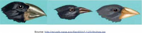 The diagram below shows three types of finches

Based on the diagram, it can be concluded that fin