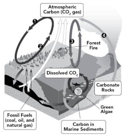 If you could just answer this real quick that would be great!

The carbon cycle involves a variety