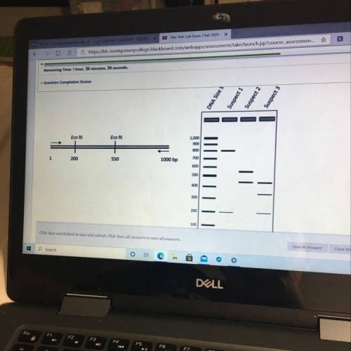 A DNA sequence is amplified by PCR from a small amount of DNA obtained from a crime scene (see figu