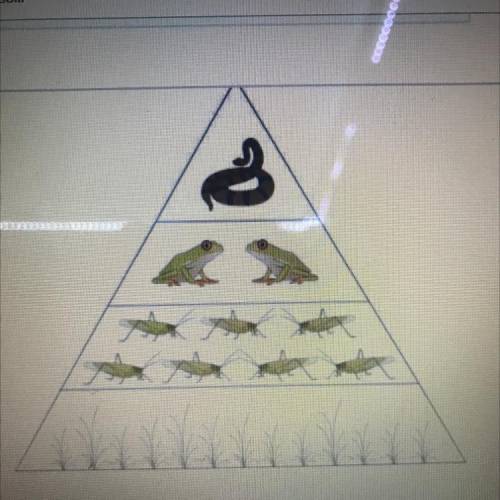 In the energy pyramid, the snake is classified as a

A)
consumer
B)
decomposer
herbivore.
D)
produ