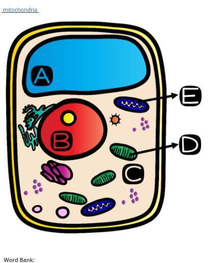 NEED HELP ASAP

Is the cell in question 24 an animal or a plant cell? Provide 2 pieces of evidence
