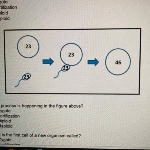 Will give brainliest and 50 points if correct

4. What process is happening in the figure above?
A